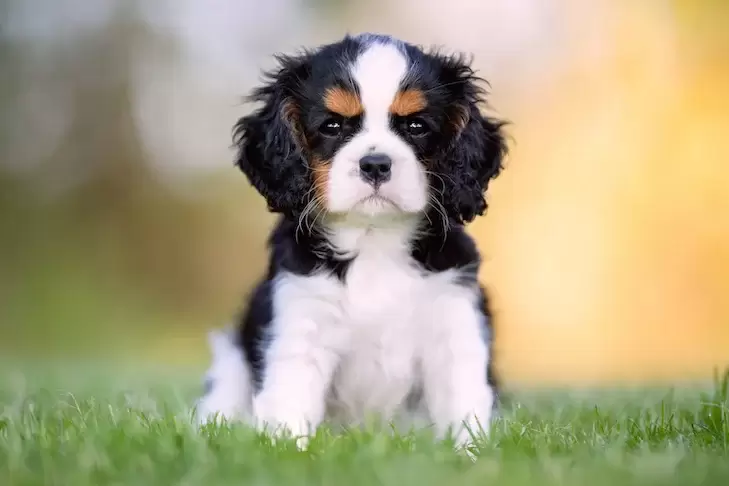 Cele mai bune 15 rase de câini pentru copii și familie - Ghid complet