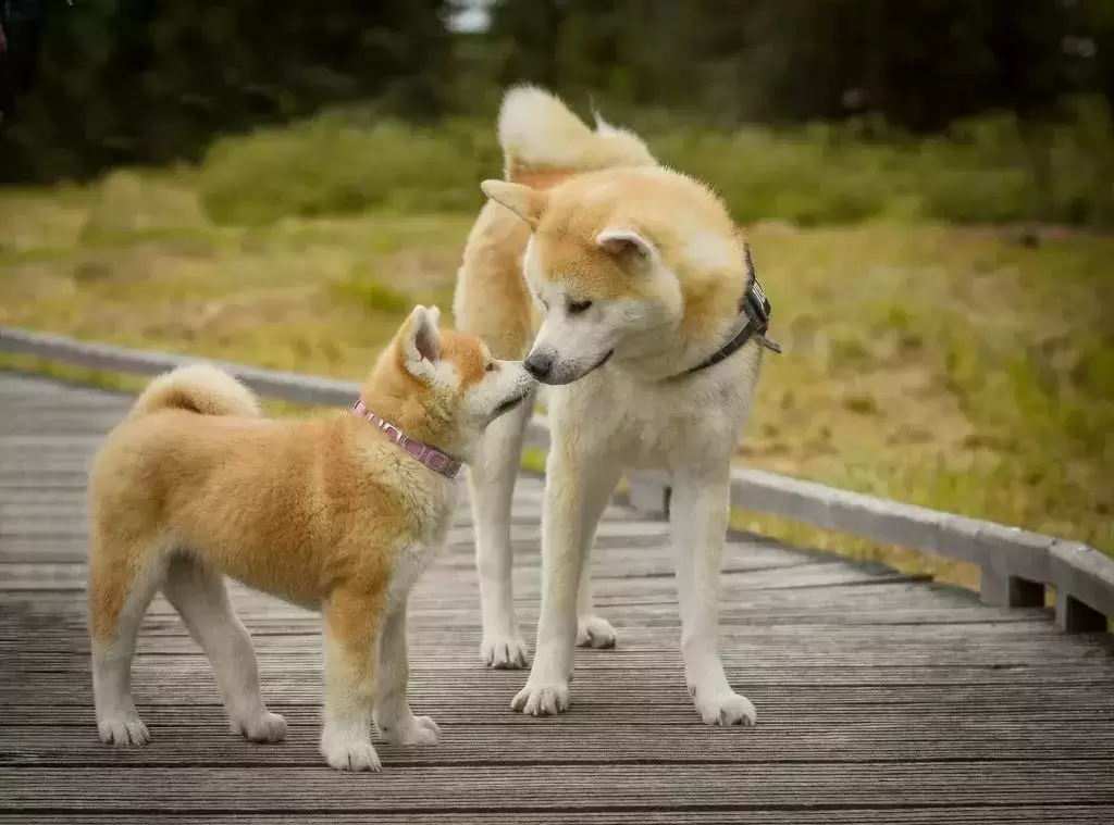 Rasa de câini Akita Inu - Tot ce trebuie să știi despre această rasă unică