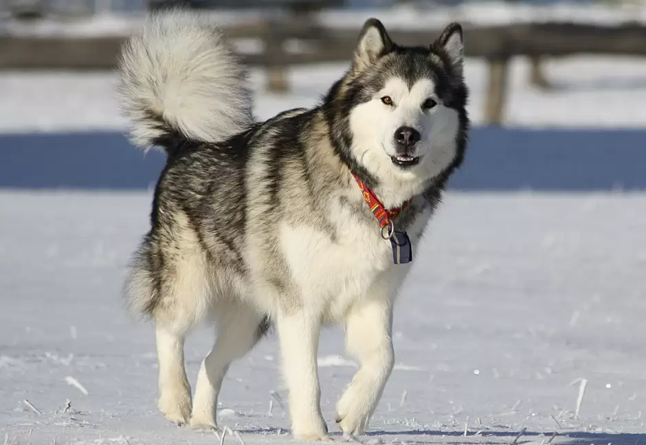 Rasa Alaskan Malamute, cel mai rezistent câine de sanie din Arctica