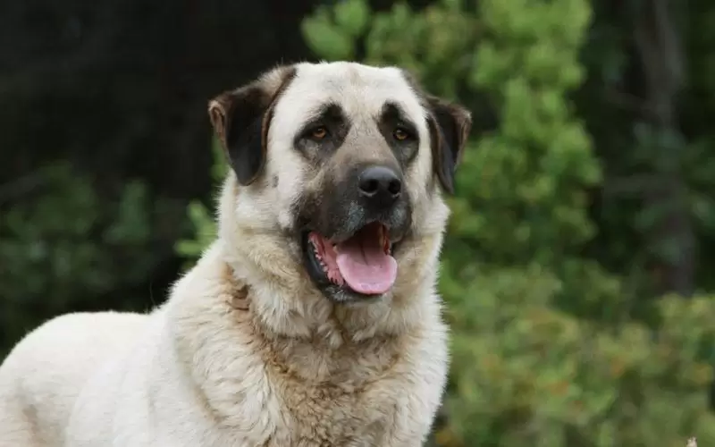 Tot ce trebuie sa stii despre standardul ideal al rasei ciobanesc Anatolian Shepherd Dog