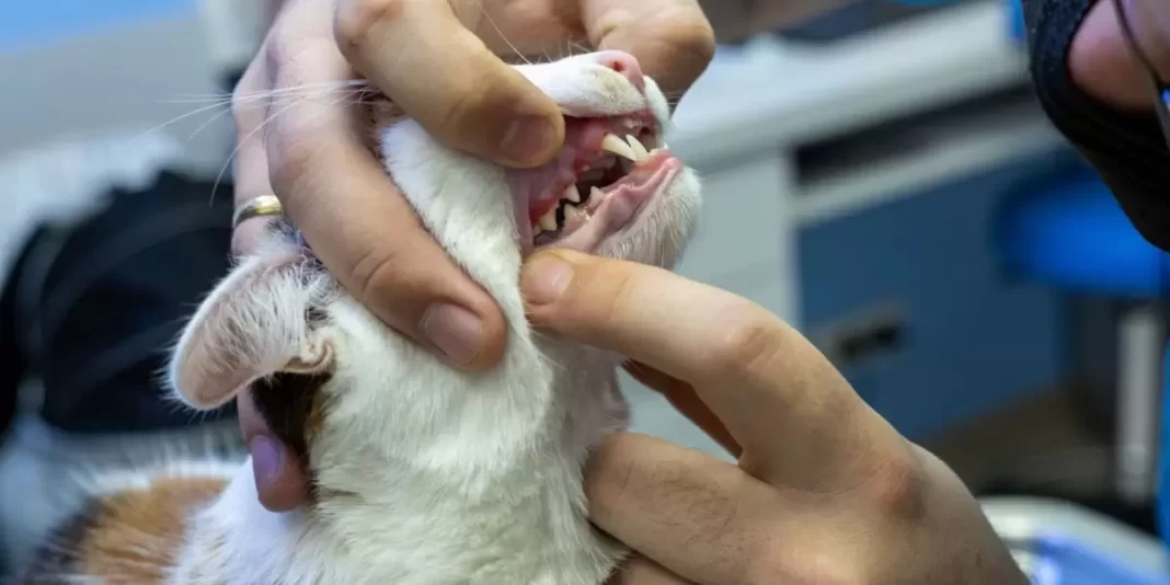 Resorbția dentară la pisici - cauze, simptome și tratament