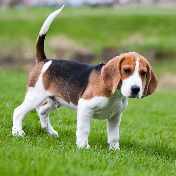 Rasa de caine Beagle - tot ce trebuie sa stii despre el