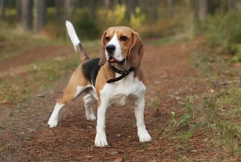 Rasa de caine Beagle - tot ce trebuie sa stii despre el